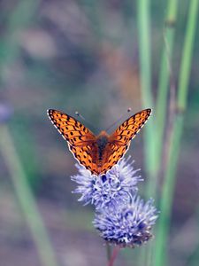 Preview wallpaper insect, butterfly, flowers, macro