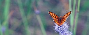 Preview wallpaper insect, butterfly, flowers, macro