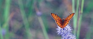 Preview wallpaper insect, butterfly, flowers, macro