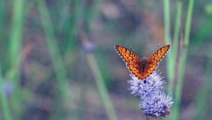 Preview wallpaper insect, butterfly, flowers, macro