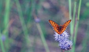 Preview wallpaper insect, butterfly, flowers, macro