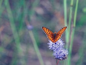 Preview wallpaper insect, butterfly, flowers, macro