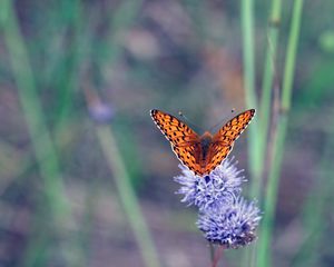 Preview wallpaper insect, butterfly, flowers, macro