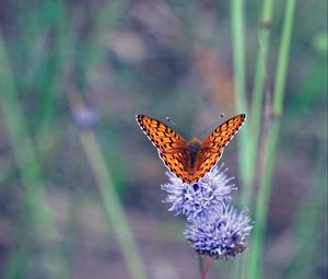 Preview wallpaper insect, butterfly, flowers, macro