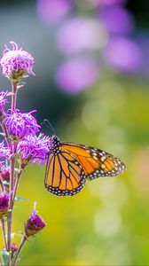 Preview wallpaper insect, butterfly, flowers, plant, macro