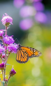 Preview wallpaper insect, butterfly, flowers, plant, macro