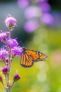 Preview wallpaper insect, butterfly, flowers, plant, macro