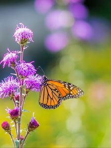 Preview wallpaper insect, butterfly, flowers, plant, macro