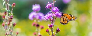 Preview wallpaper insect, butterfly, flowers, plant, macro