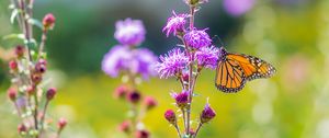 Preview wallpaper insect, butterfly, flowers, plant, macro