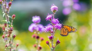 Preview wallpaper insect, butterfly, flowers, plant, macro