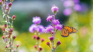 Preview wallpaper insect, butterfly, flowers, plant, macro