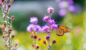 Preview wallpaper insect, butterfly, flowers, plant, macro