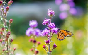 Preview wallpaper insect, butterfly, flowers, plant, macro