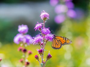 Preview wallpaper insect, butterfly, flowers, plant, macro