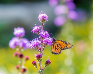 Preview wallpaper insect, butterfly, flowers, plant, macro