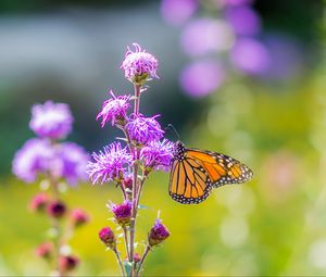 Preview wallpaper insect, butterfly, flowers, plant, macro