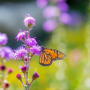 Preview wallpaper insect, butterfly, flowers, plant, macro