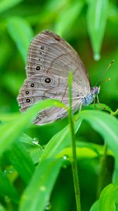 Preview wallpaper insect, butterfly, grass, dew, drops, macro