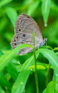 Preview wallpaper insect, butterfly, grass, dew, drops, macro