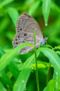 Preview wallpaper insect, butterfly, grass, dew, drops, macro