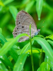 Preview wallpaper insect, butterfly, grass, dew, drops, macro