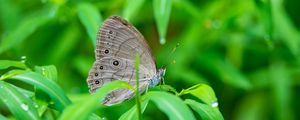 Preview wallpaper insect, butterfly, grass, dew, drops, macro