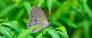 Preview wallpaper insect, butterfly, grass, dew, drops, macro