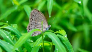 Preview wallpaper insect, butterfly, grass, dew, drops, macro