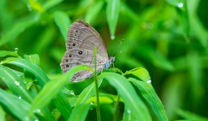 Preview wallpaper insect, butterfly, grass, dew, drops, macro