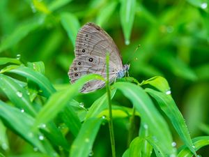 Preview wallpaper insect, butterfly, grass, dew, drops, macro