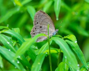 Preview wallpaper insect, butterfly, grass, dew, drops, macro