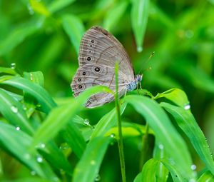 Preview wallpaper insect, butterfly, grass, dew, drops, macro