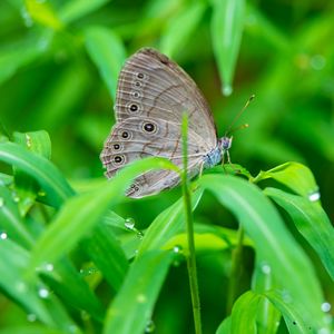 Preview wallpaper insect, butterfly, grass, dew, drops, macro