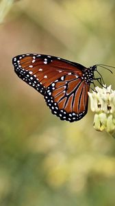 Preview wallpaper insect, butterfly, plant, macro