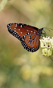 Preview wallpaper insect, butterfly, plant, macro