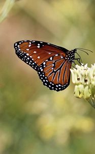 Preview wallpaper insect, butterfly, plant, macro