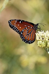 Preview wallpaper insect, butterfly, plant, macro