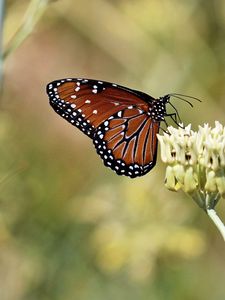 Preview wallpaper insect, butterfly, plant, macro