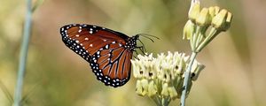 Preview wallpaper insect, butterfly, plant, macro