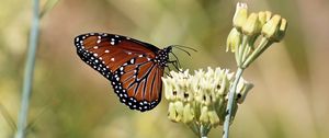 Preview wallpaper insect, butterfly, plant, macro