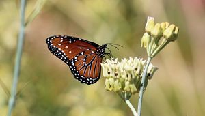 Preview wallpaper insect, butterfly, plant, macro