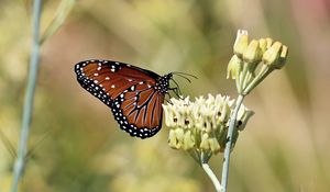 Preview wallpaper insect, butterfly, plant, macro