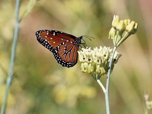 Preview wallpaper insect, butterfly, plant, macro