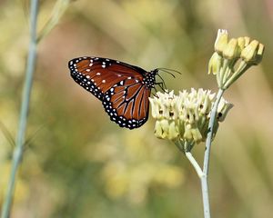 Preview wallpaper insect, butterfly, plant, macro