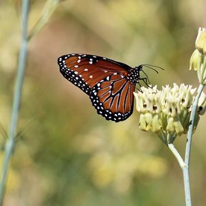 Preview wallpaper insect, butterfly, plant, macro