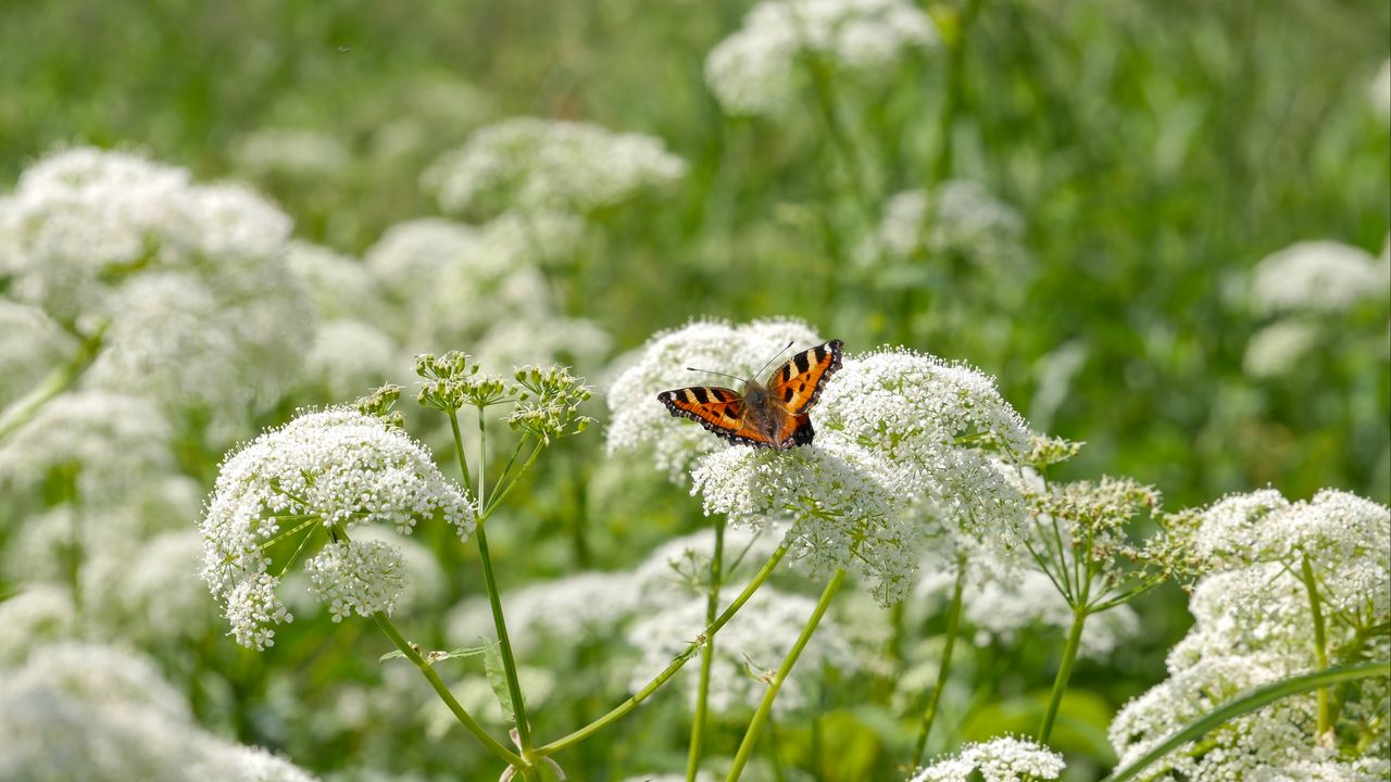 Wallpaper insect, butterfly, plant, flowers, macro