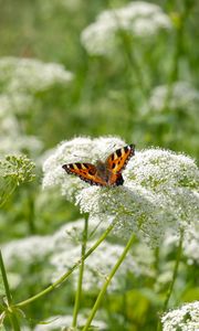 Preview wallpaper insect, butterfly, plant, flowers, macro