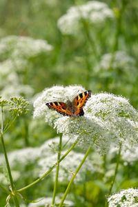 Preview wallpaper insect, butterfly, plant, flowers, macro