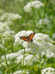 Preview wallpaper insect, butterfly, plant, flowers, macro